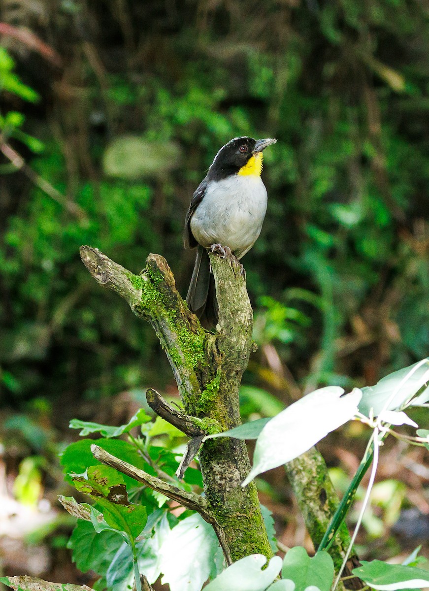 White-naped Brushfinch - ML622414862