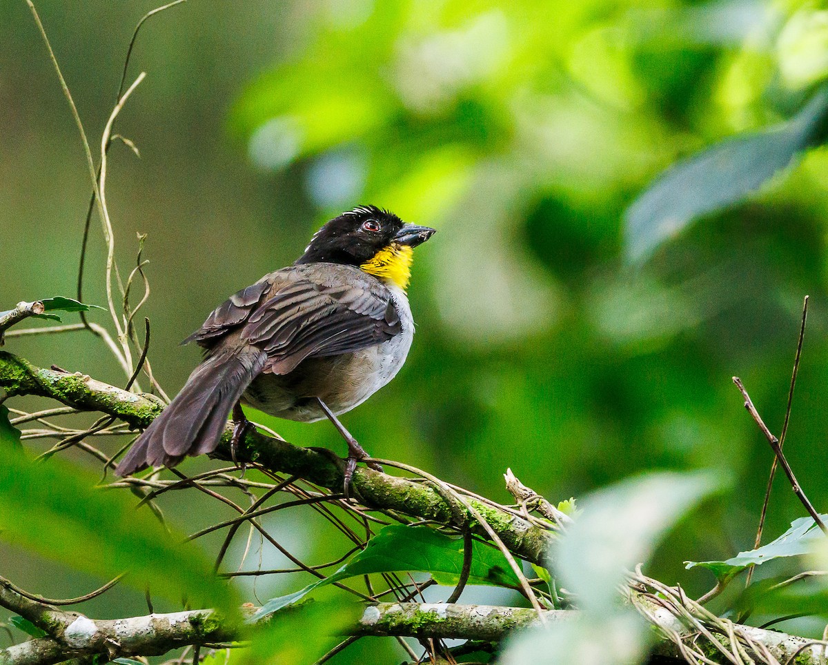 White-naped Brushfinch - ML622414863