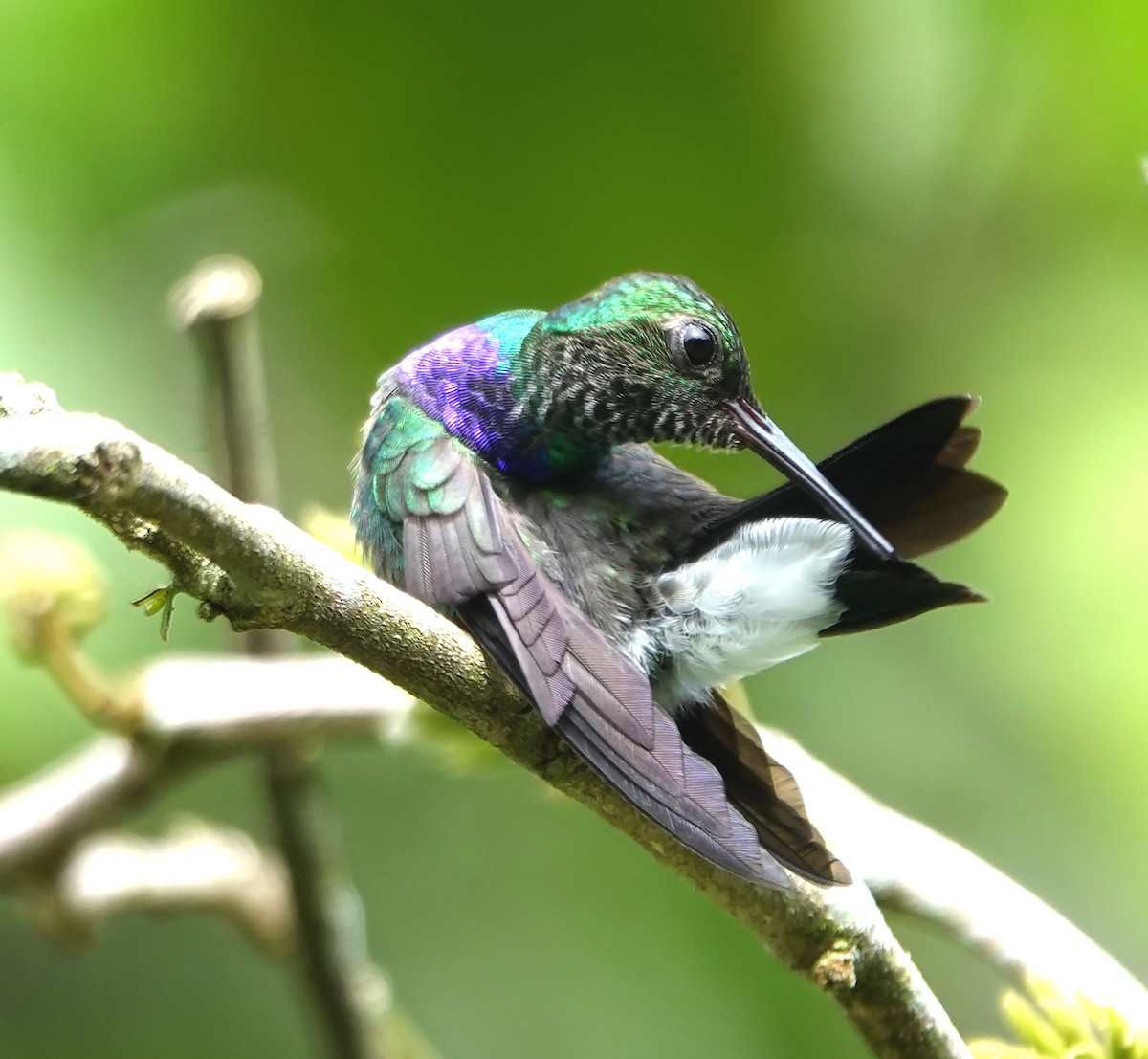 Purple-chested Hummingbird - ML622414868