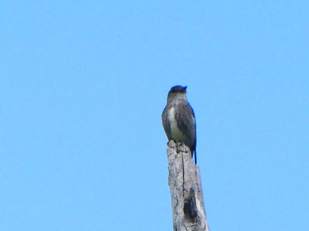 Olive-sided Flycatcher - ML622414934