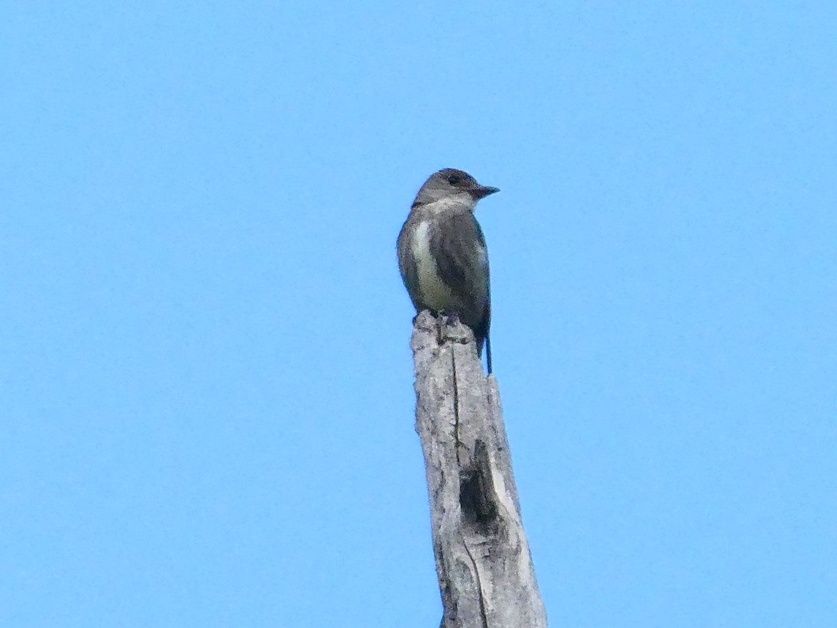 Olive-sided Flycatcher - ML622414936