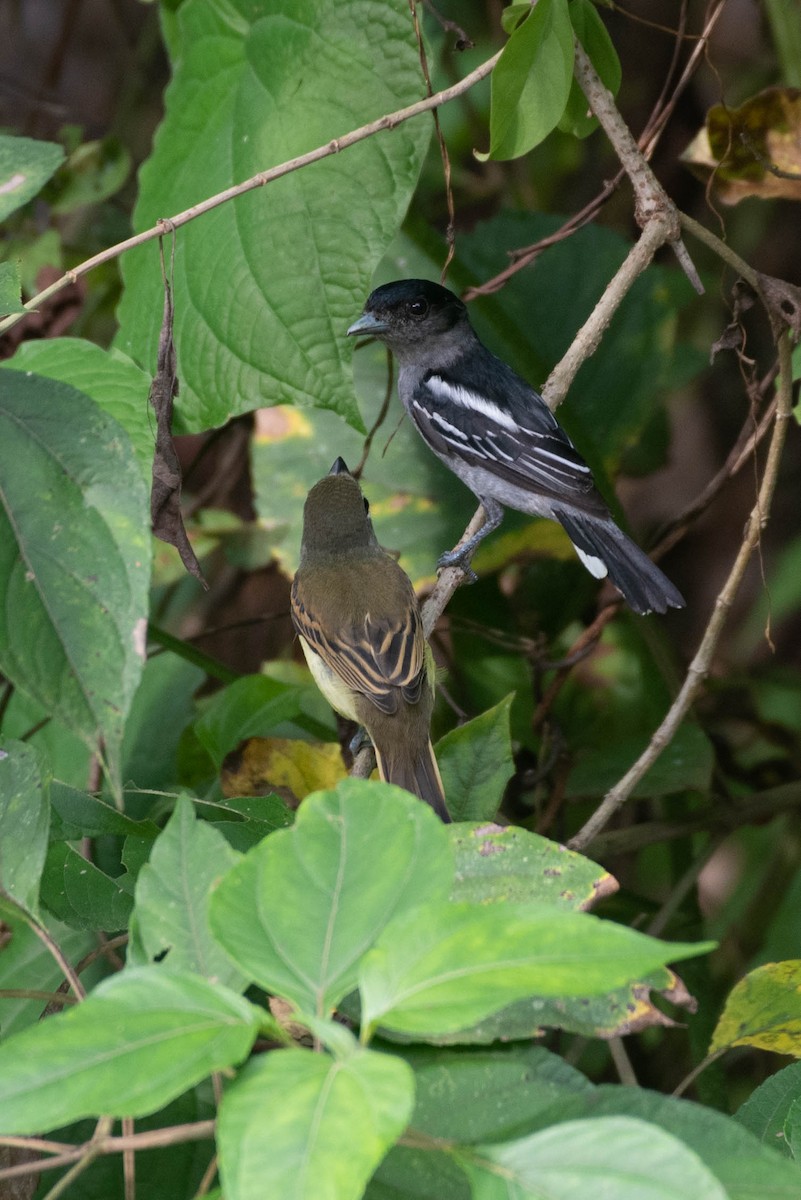 White-winged Becard - ML622414956