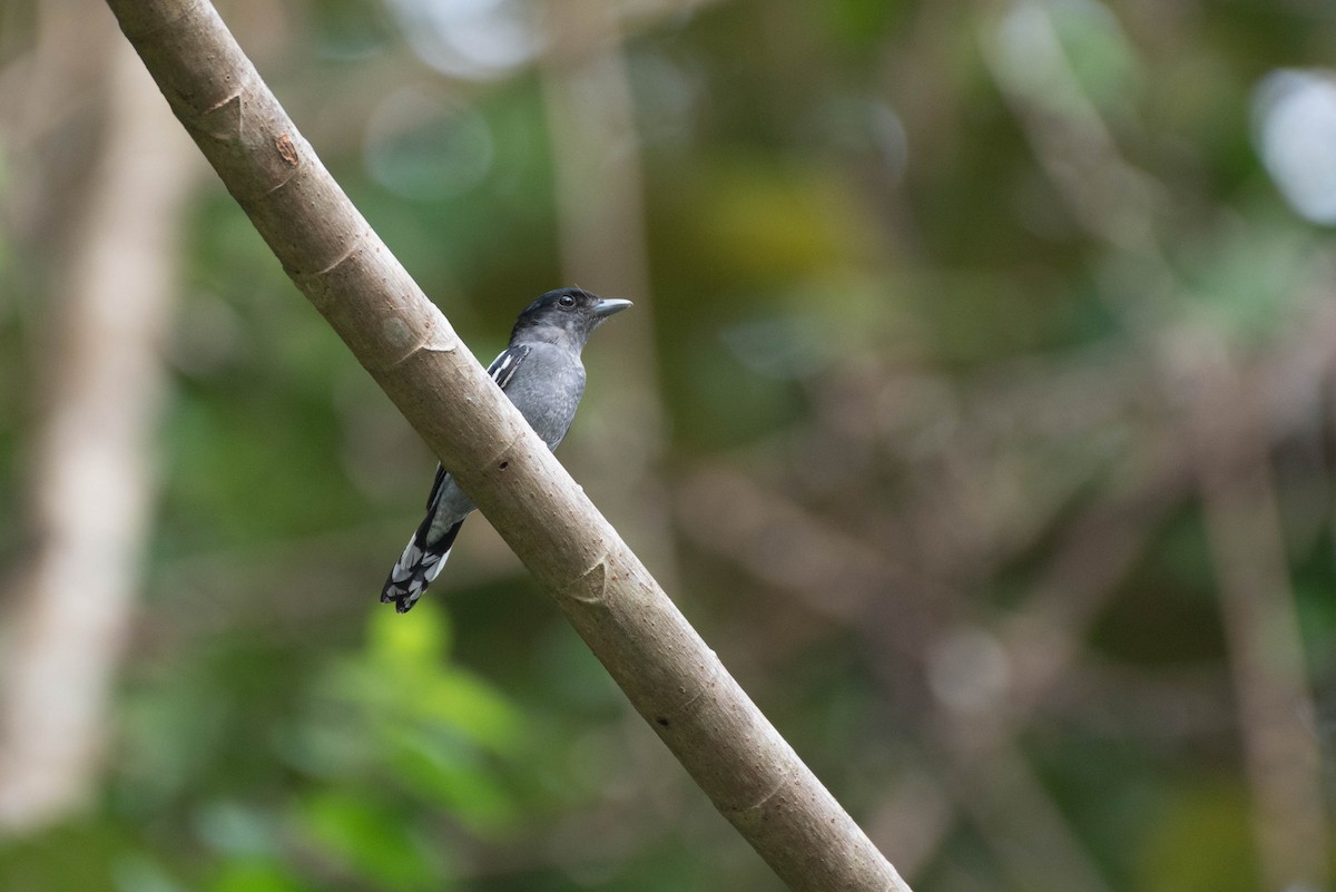 White-winged Becard - ML622414957