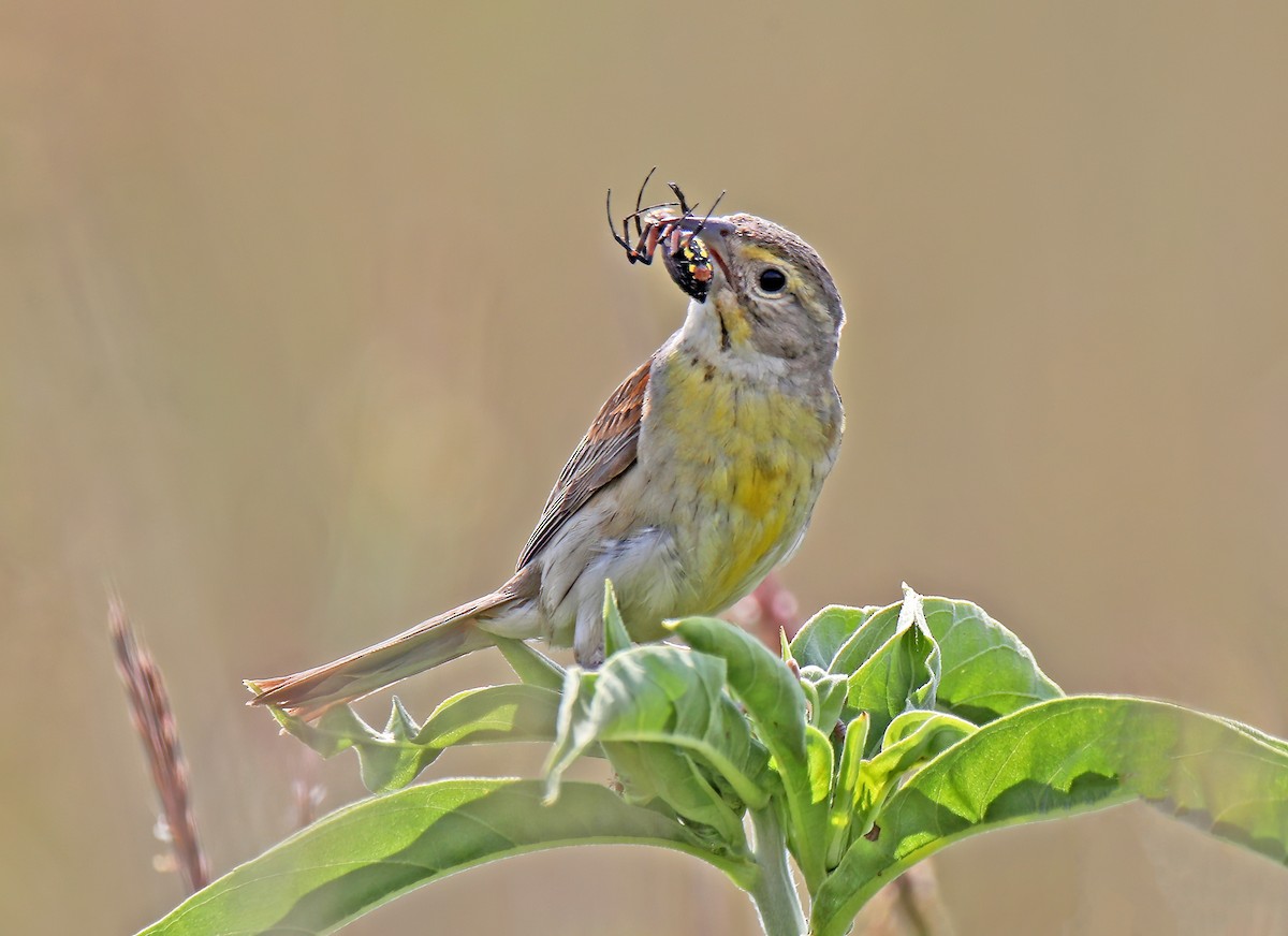 Dickcissel - ML622415004