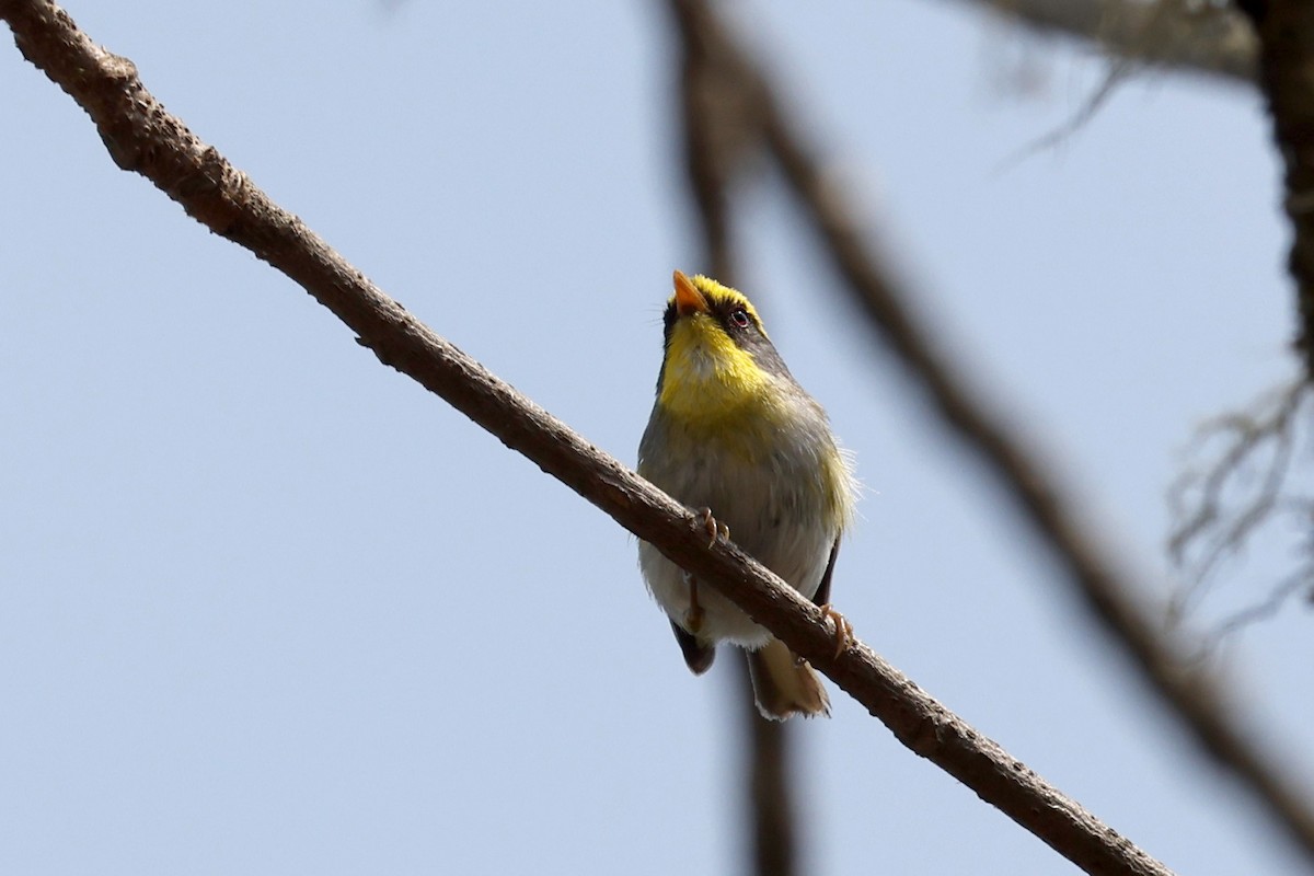 Black-faced Warbler - ML622415062