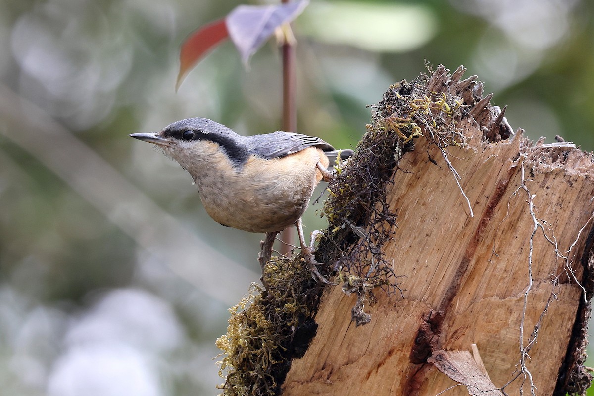 White-tailed Nuthatch - ML622415076