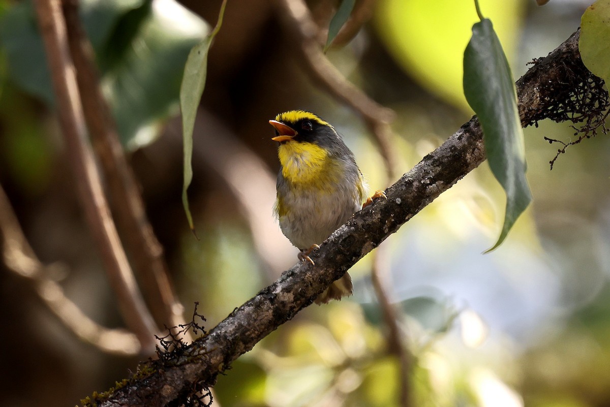 Black-faced Warbler - ML622415183