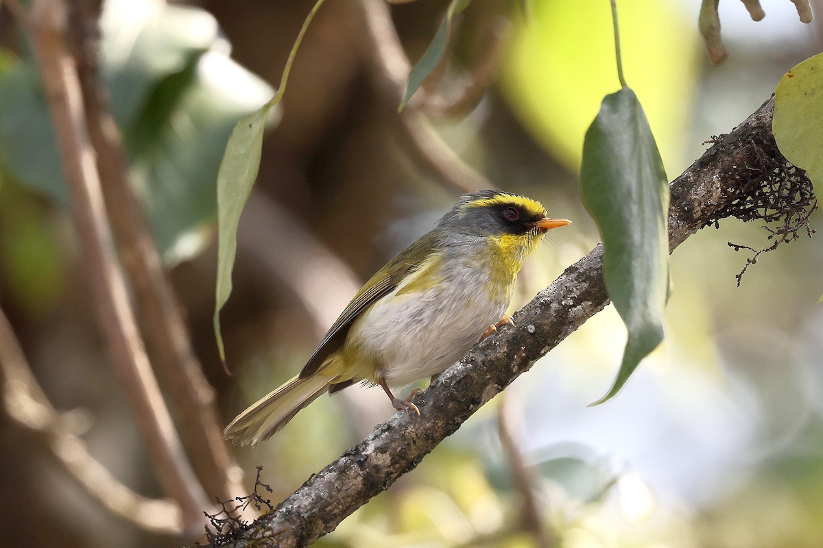 Black-faced Warbler - ML622415185