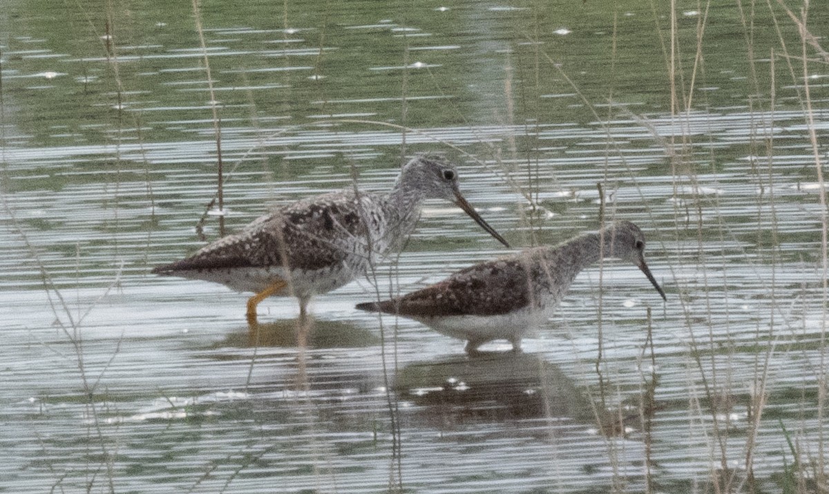 Greater Yellowlegs - ML622415188