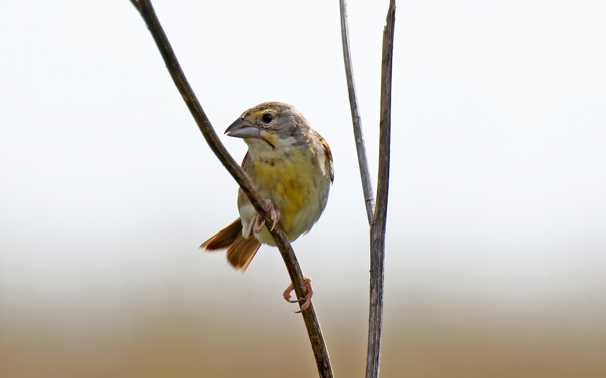 Dickcissel - ML622415196