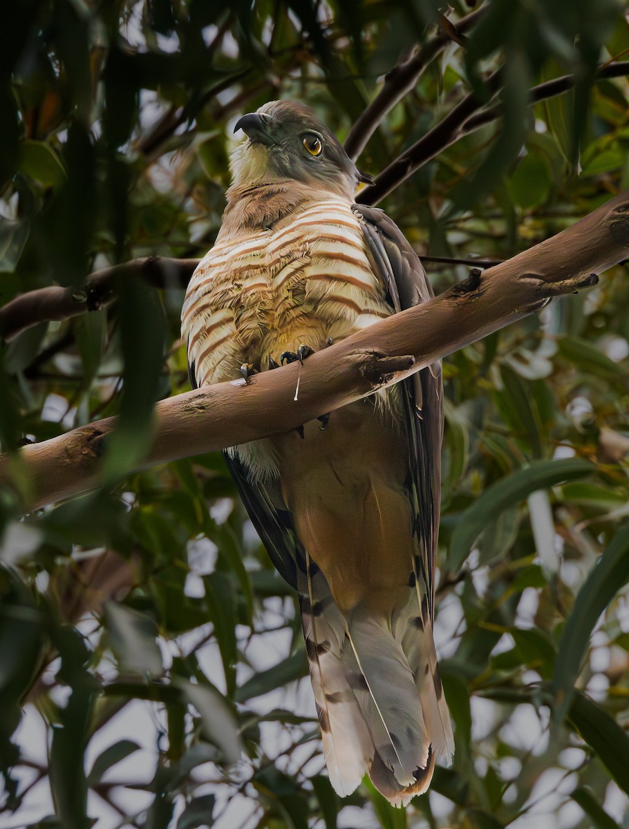 Pacific Baza - ML622415215