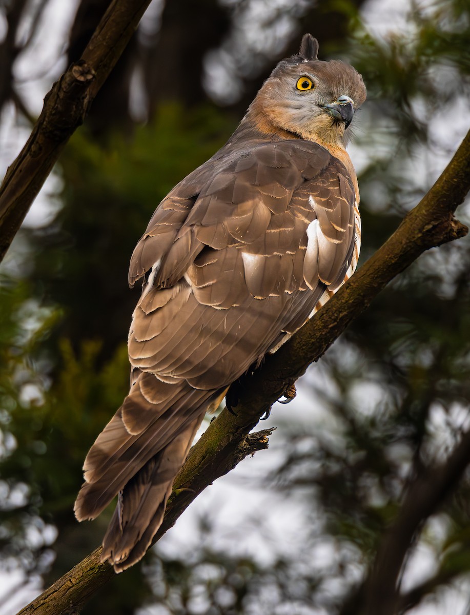 Pacific Baza - ML622415219