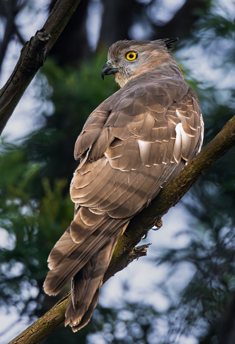 Pacific Baza - Richard Arculus