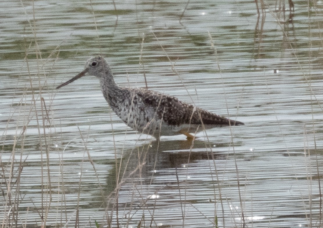 Greater Yellowlegs - ML622415228