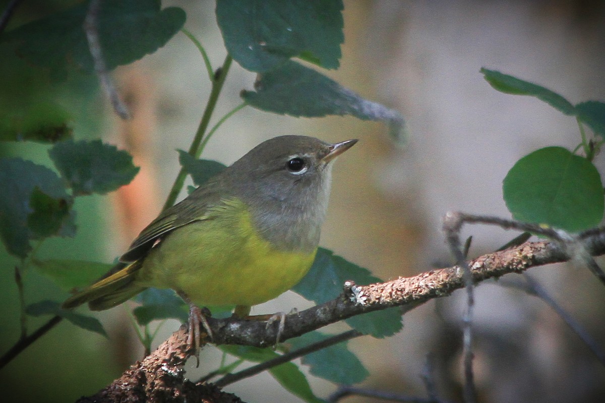 MacGillivray's Warbler - ML622415301