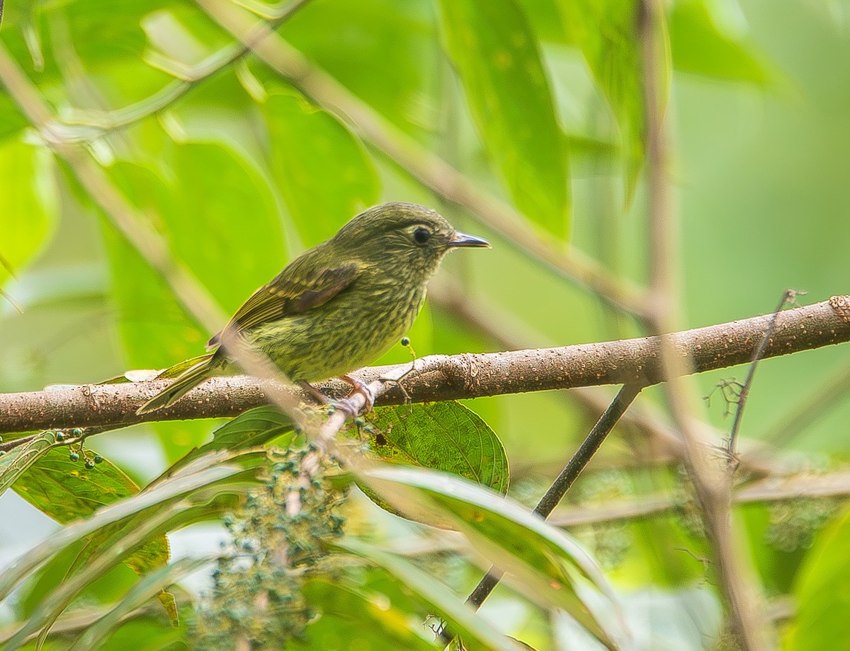 Olive-striped Flycatcher - ML622415413