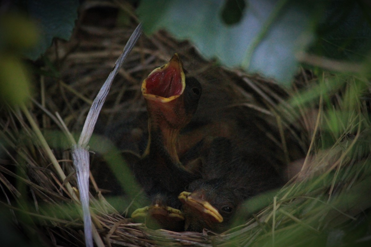 Song Sparrow - ML622415473