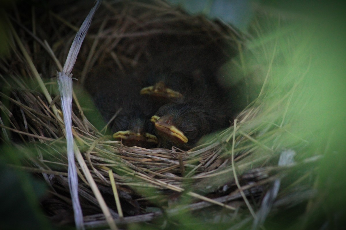 Song Sparrow - ML622415474