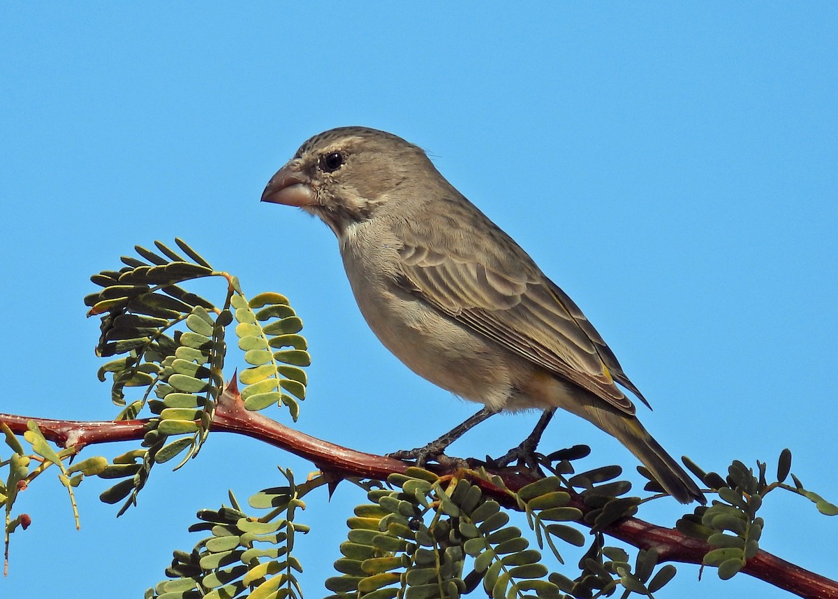 White-throated Canary - ML622415546