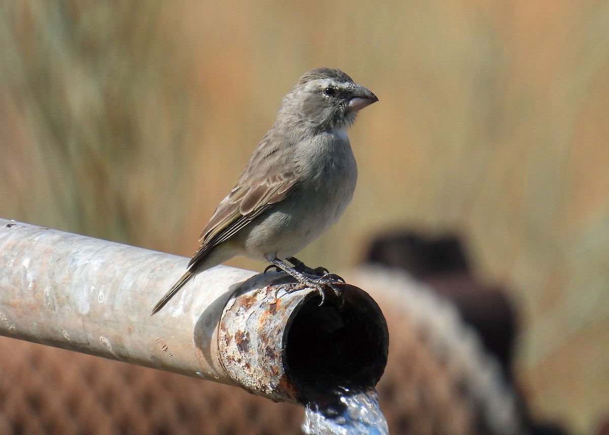 White-throated Canary - ML622415547