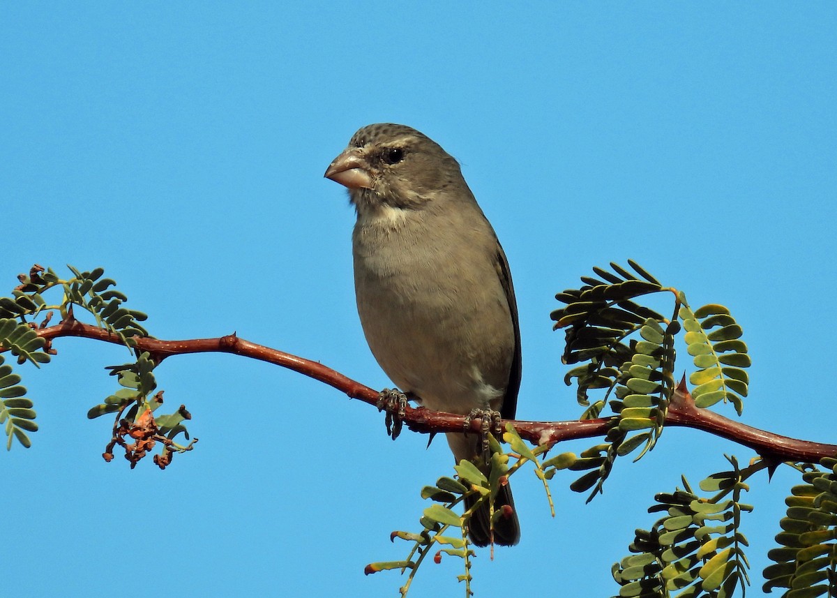 White-throated Canary - ML622415548