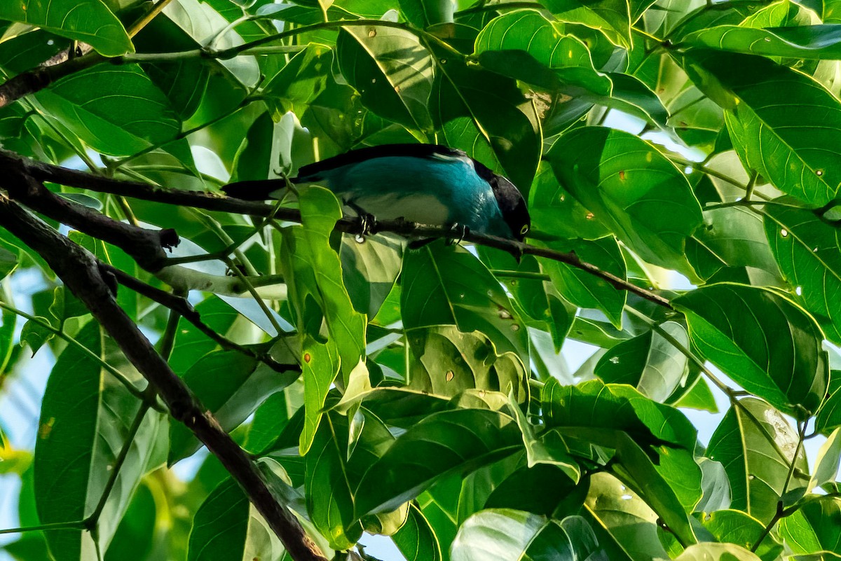 Black-faced Dacnis - Phil Kahler