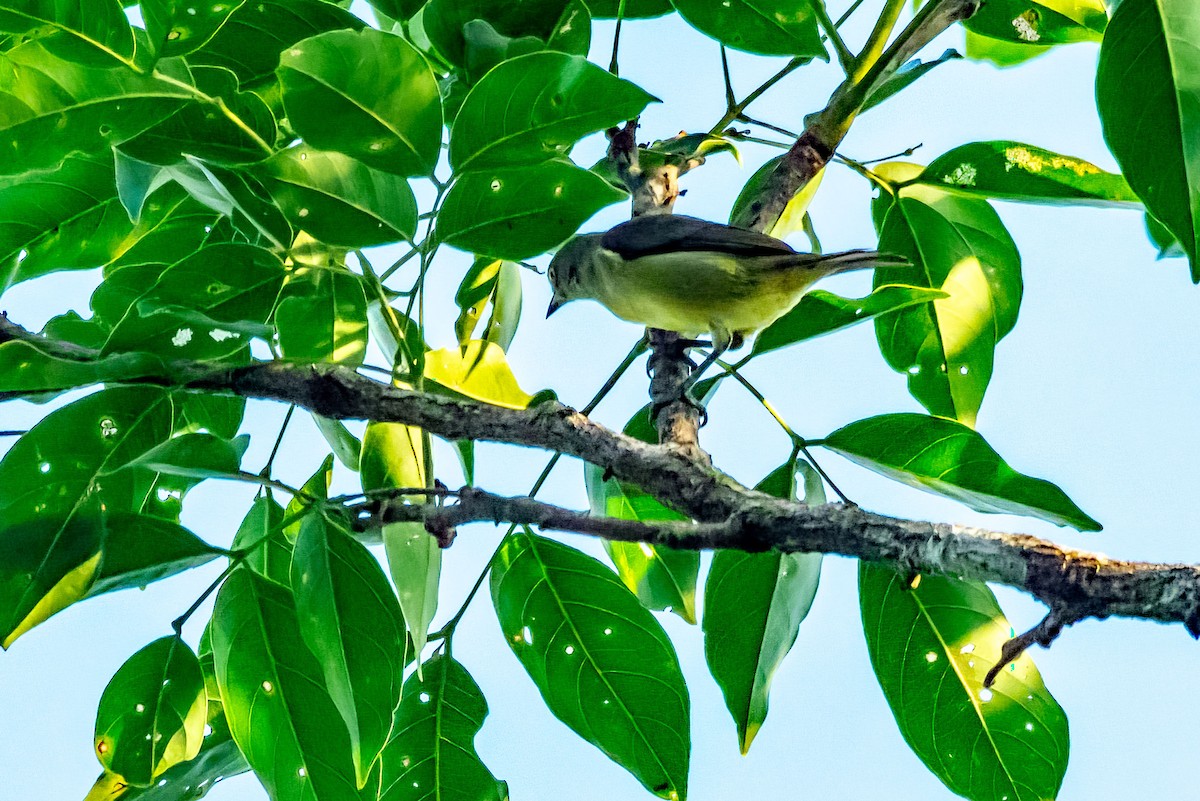 Black-faced Dacnis - ML622415575