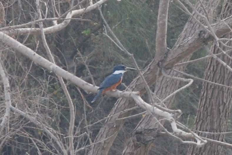 Ringed Kingfisher - ML622415581