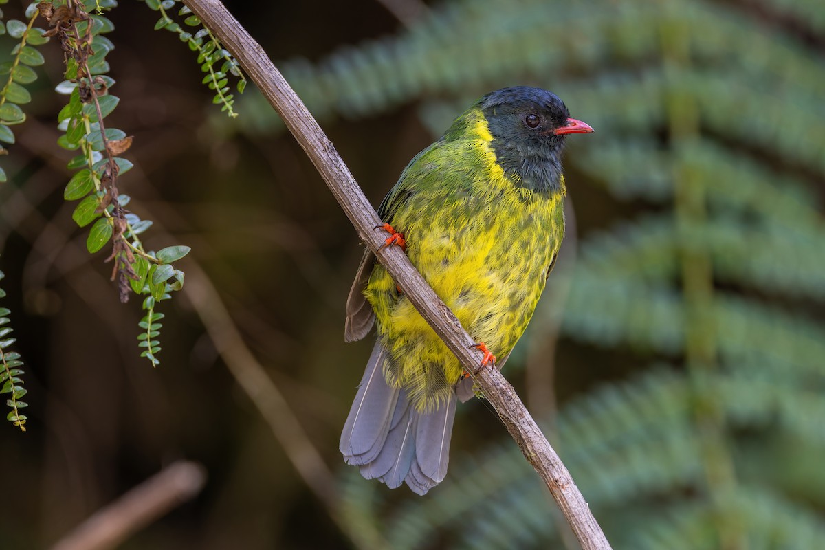 Green-and-black Fruiteater - ML622415648