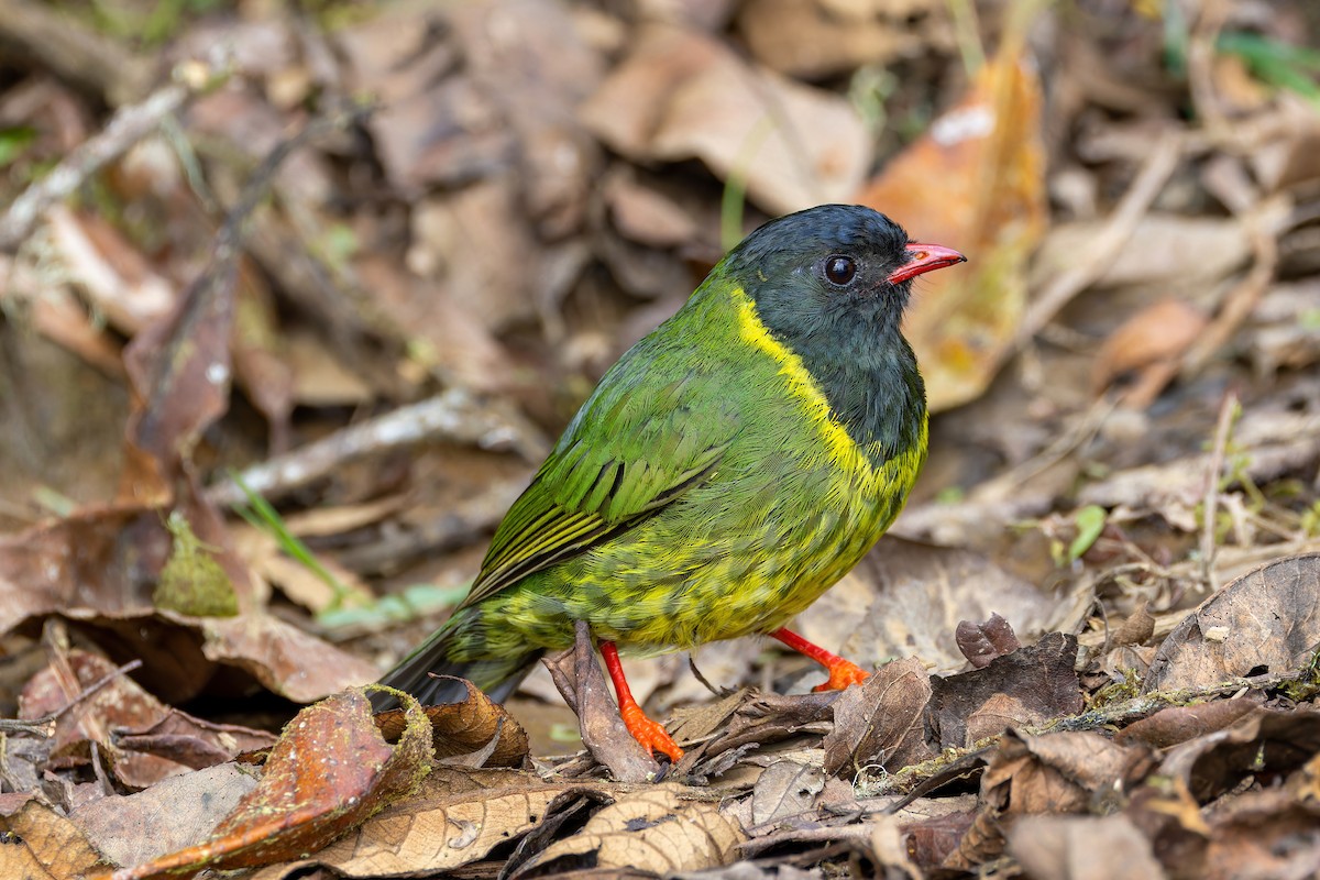 Green-and-black Fruiteater - ML622415651