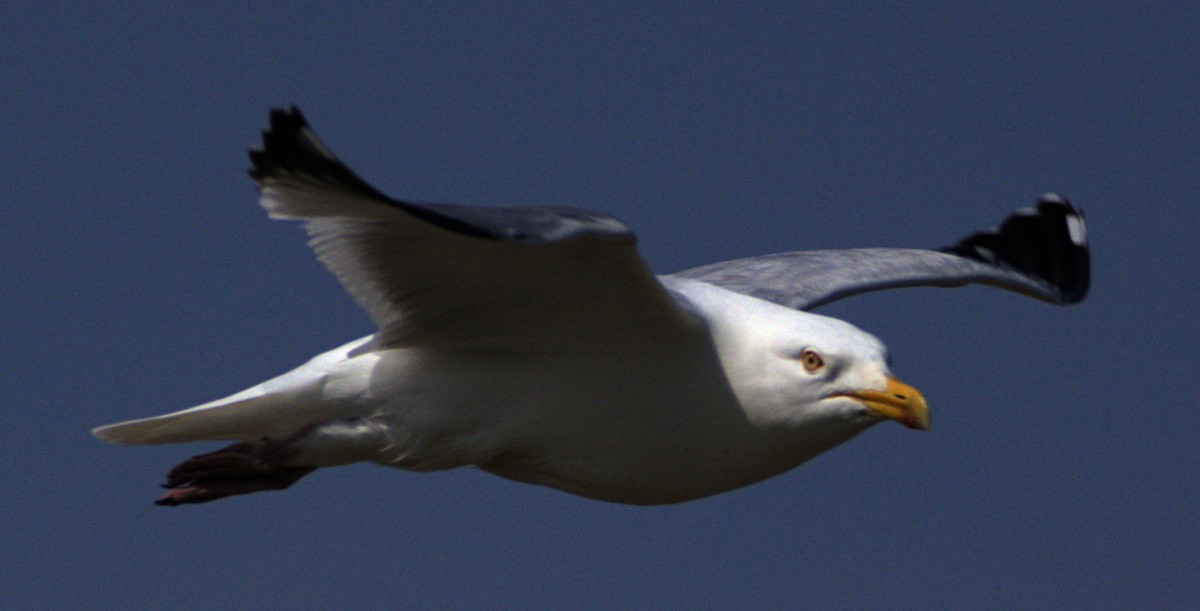 Herring Gull (American) - ML622415702