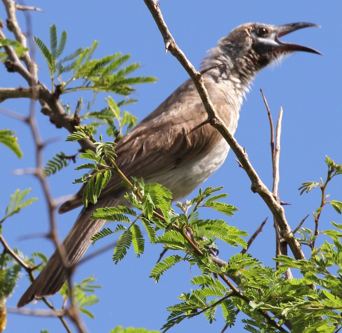 Gray Friarbird - ML62241571