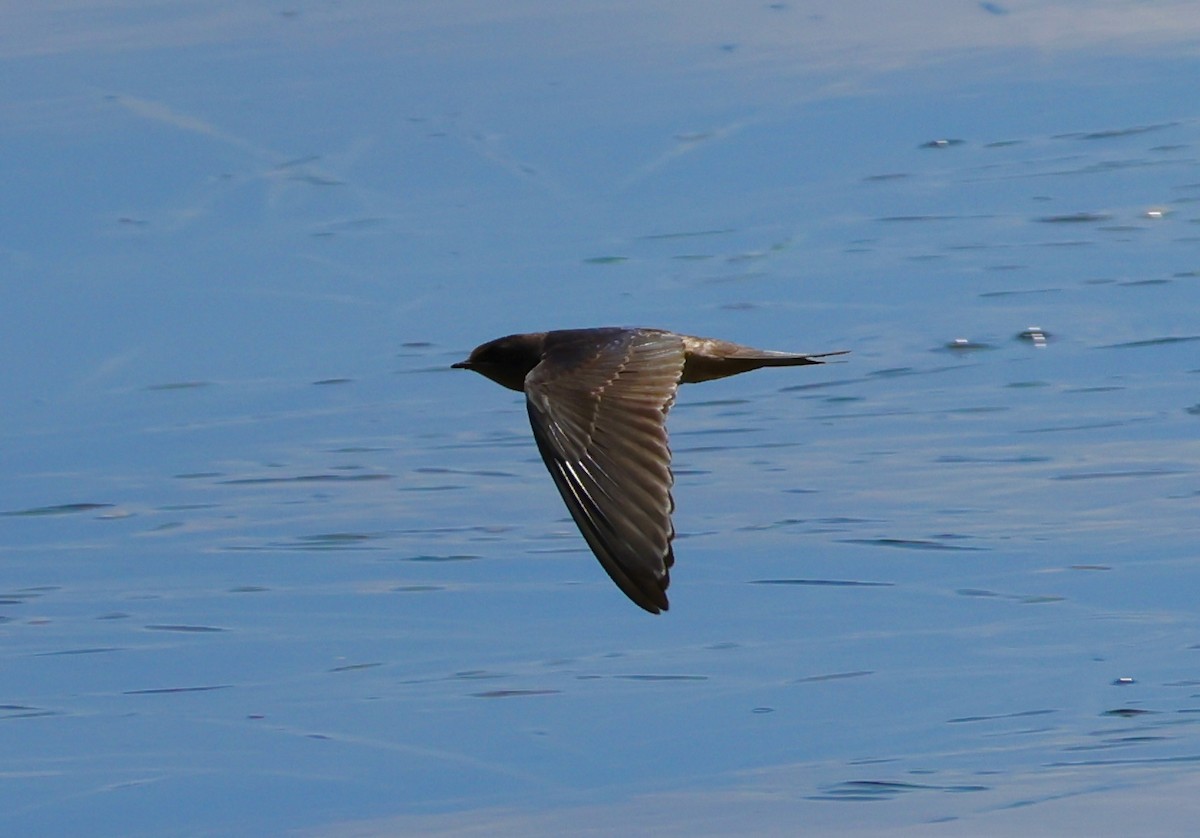 Purple Martin - ML622415748