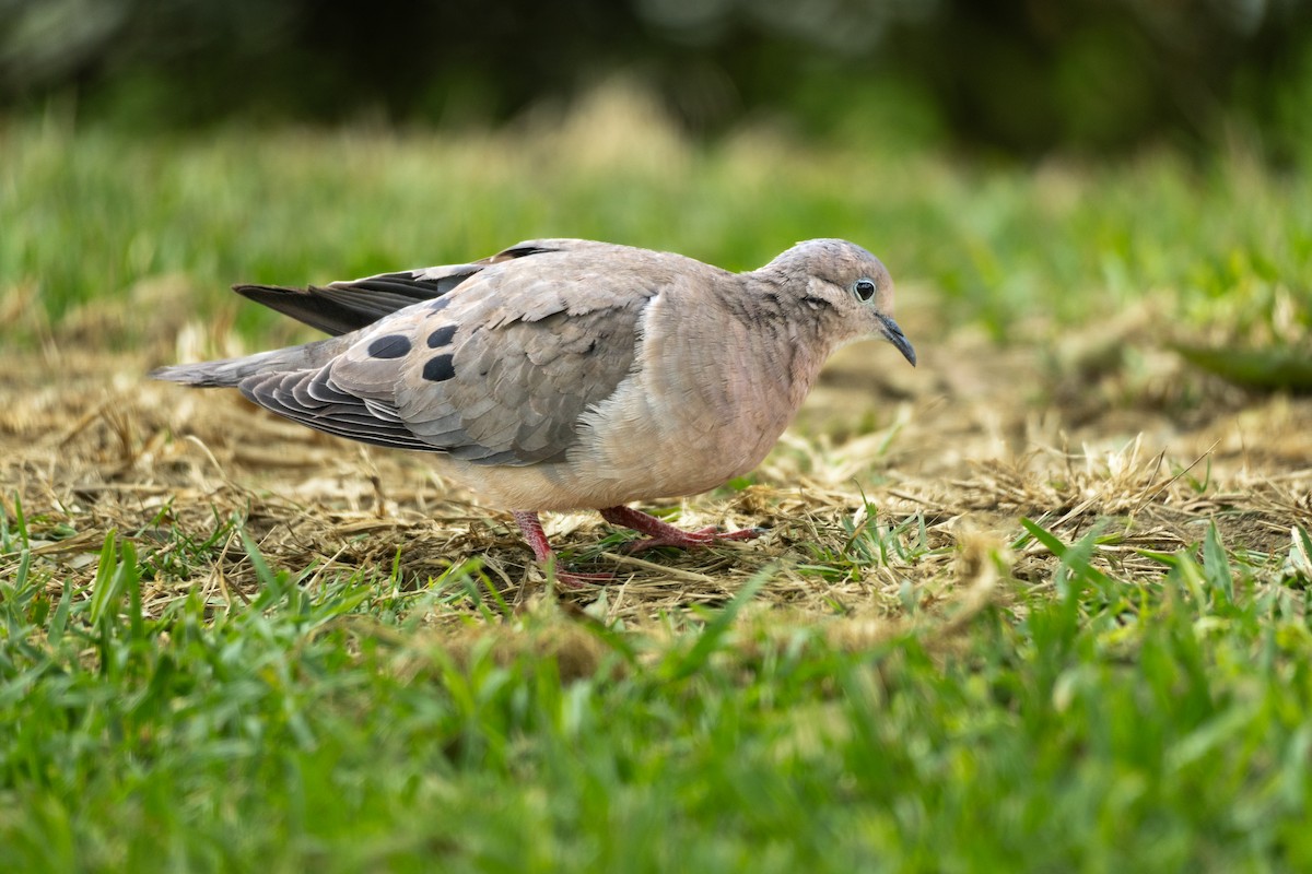 Eared Dove - ML622415750