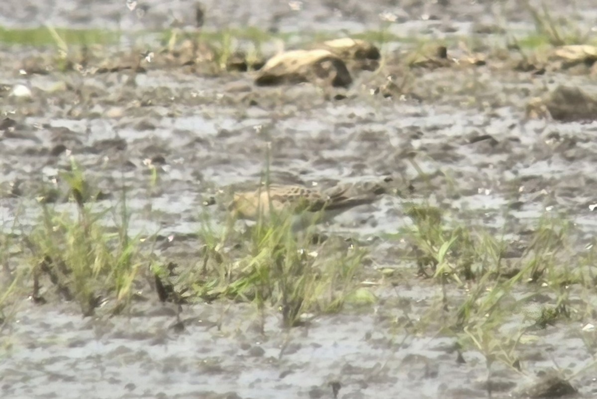 Baird's Sandpiper - ML622415751