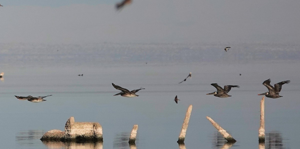 Brown Pelican - ML622415777