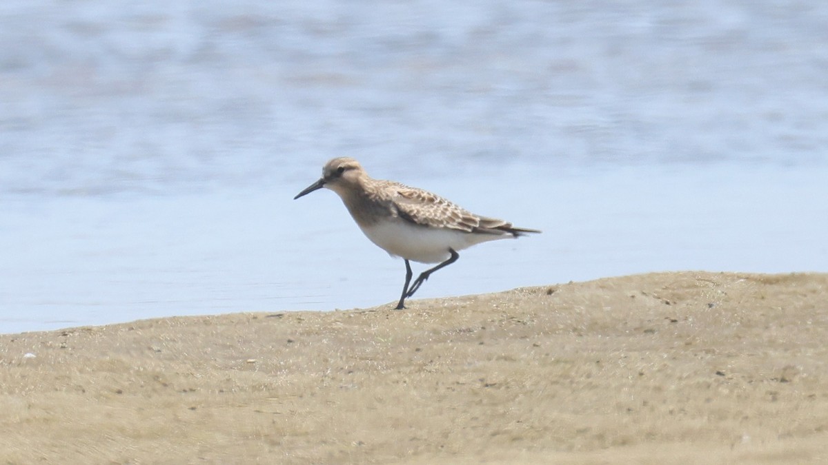 ヒメウズラシギ - ML622415803