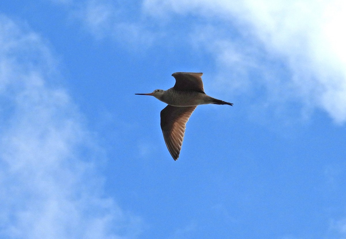 Marbled Godwit - ML622415831