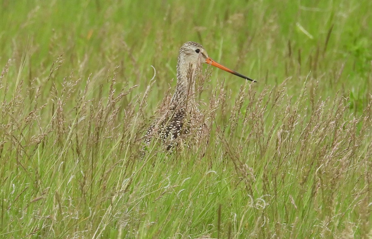 Marbled Godwit - ML622415832