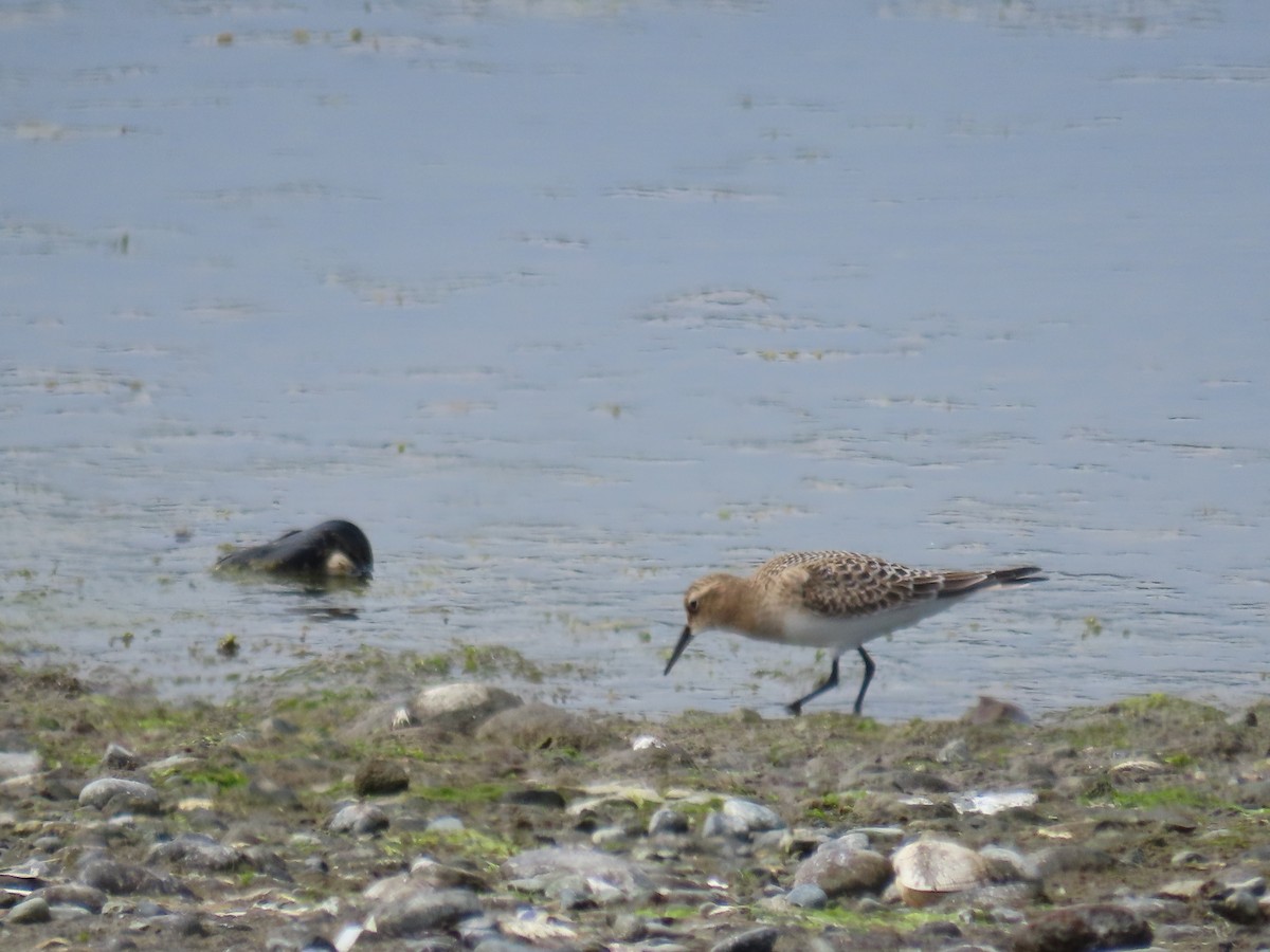 Байрдийн элсэг - ML622415903