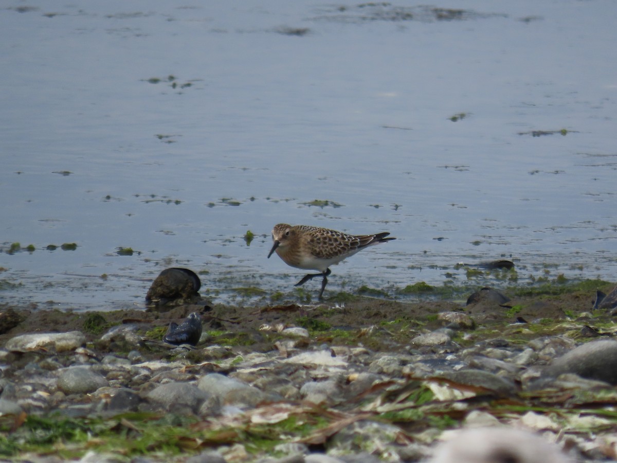 Байрдийн элсэг - ML622415904