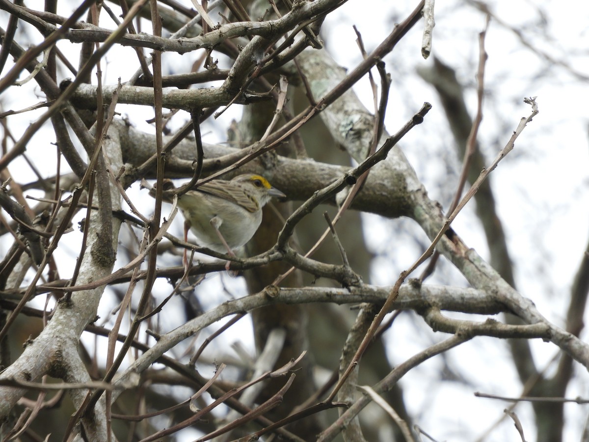 Yellow-browed Sparrow - ML622415917