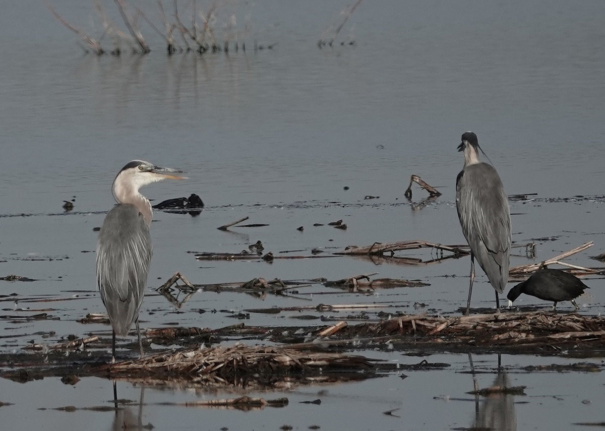 Great Blue Heron - ML622415919