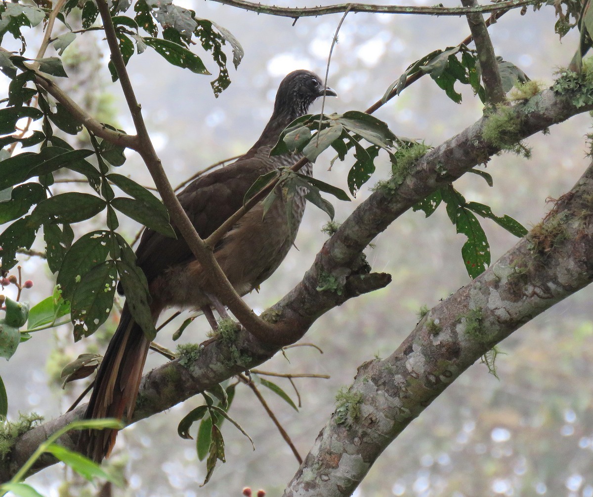 Speckled Chachalaca - ML622415926