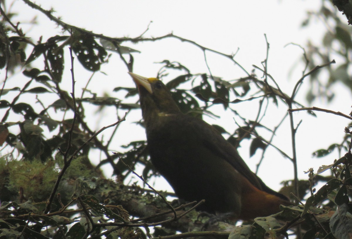 Dusky-green Oropendola - ML622416019