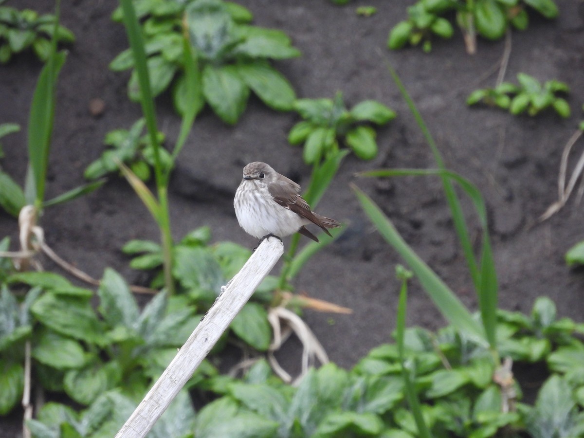 Gray-streaked Flycatcher - ML622416201