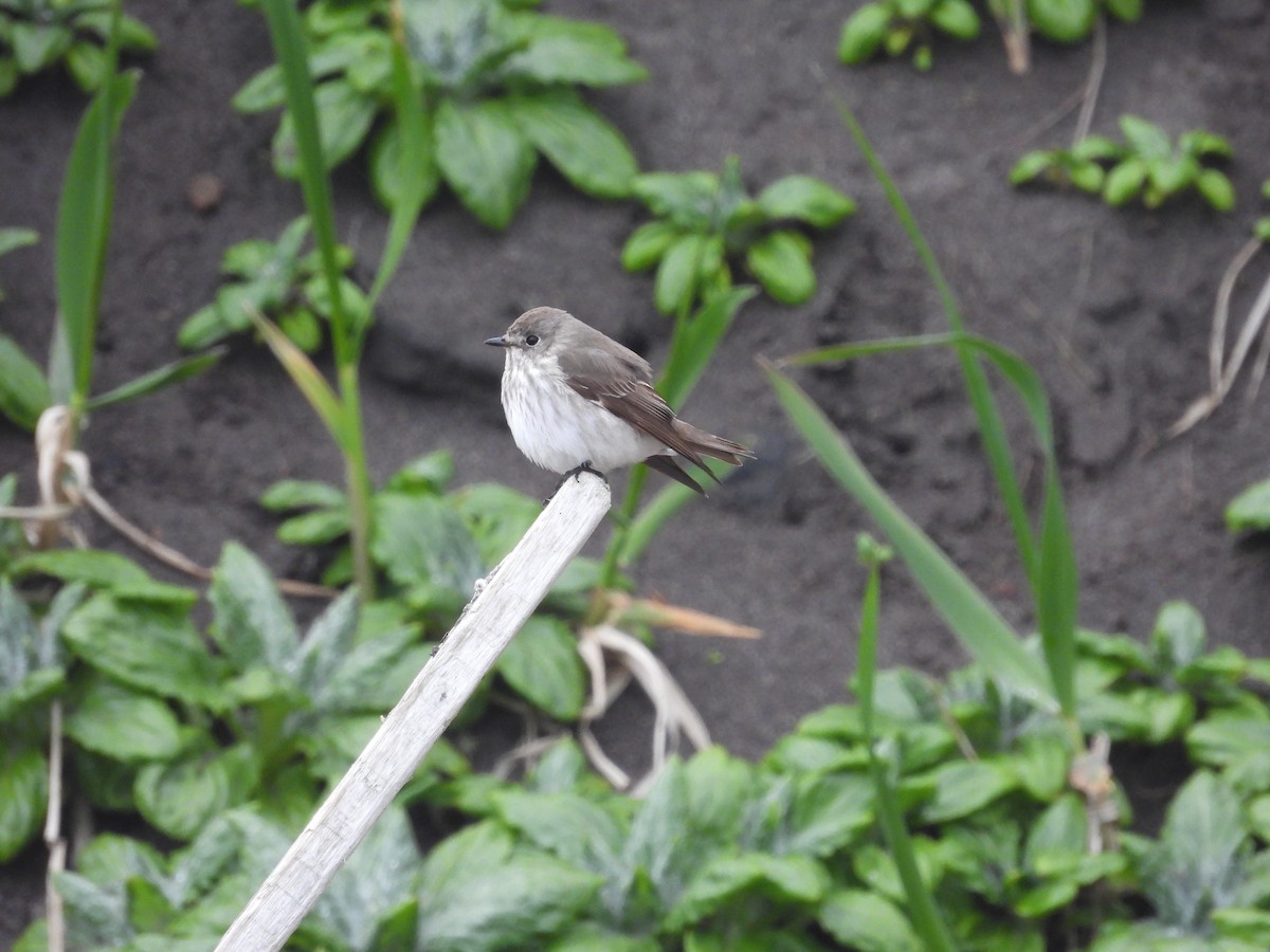 Gray-streaked Flycatcher - ML622416202