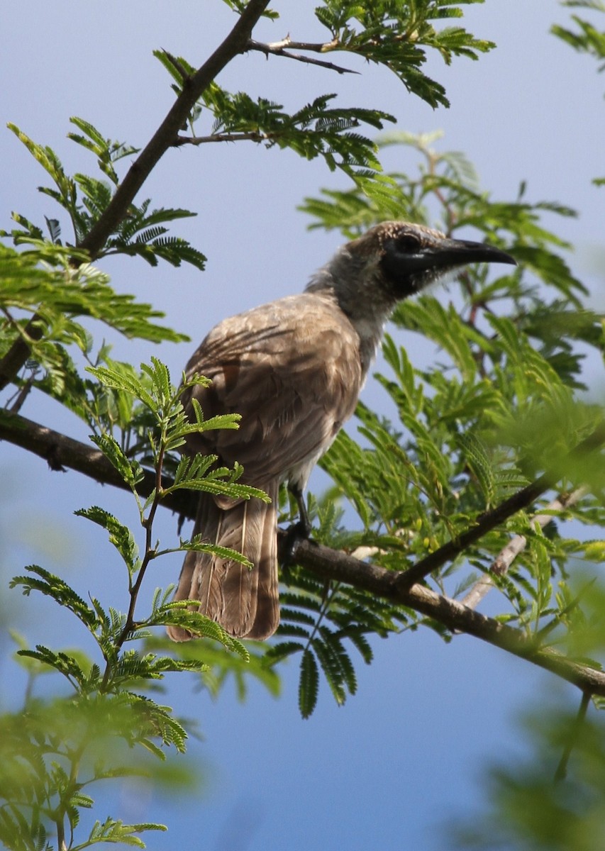 Gray Friarbird - ML62241621