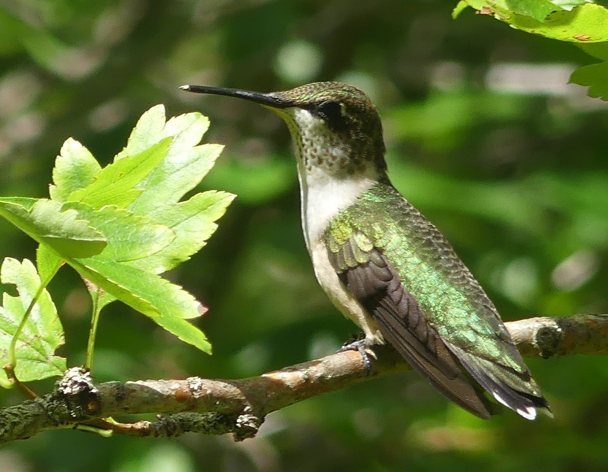 Ruby-throated Hummingbird - ML622416245