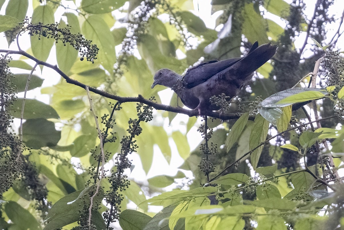 Western Bronze-naped Pigeon - ML622416252